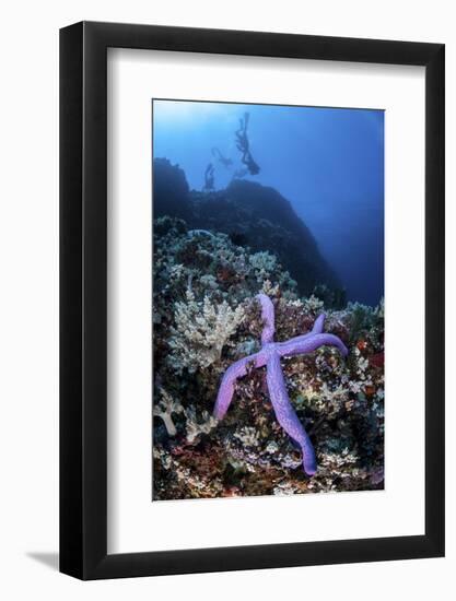 A Purple Sea Star Clings to a Diverse Reef Near the Island of Bangka, Indonesia-Stocktrek Images-Framed Photographic Print