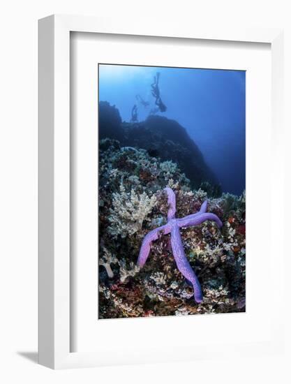 A Purple Sea Star Clings to a Diverse Reef Near the Island of Bangka, Indonesia-Stocktrek Images-Framed Photographic Print