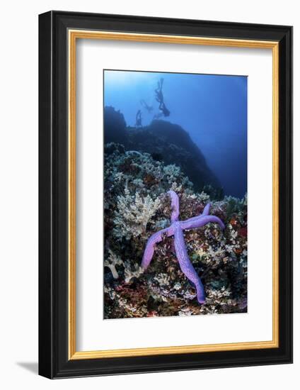 A Purple Sea Star Clings to a Diverse Reef Near the Island of Bangka, Indonesia-Stocktrek Images-Framed Photographic Print