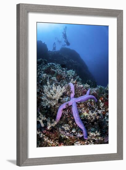 A Purple Sea Star Clings to a Diverse Reef Near the Island of Bangka, Indonesia-Stocktrek Images-Framed Photographic Print