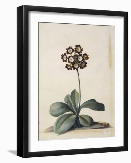 A Purple Variegated Auricula-Georg Dionysius Ehret-Framed Giclee Print