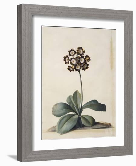 A Purple Variegated Auricula-Georg Dionysius Ehret-Framed Giclee Print