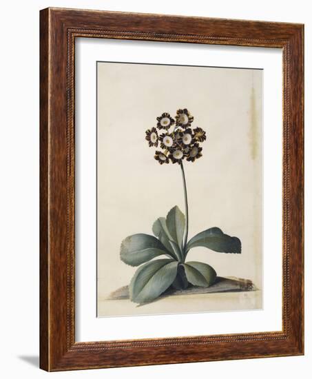 A Purple Variegated Auricula-Georg Dionysius Ehret-Framed Giclee Print