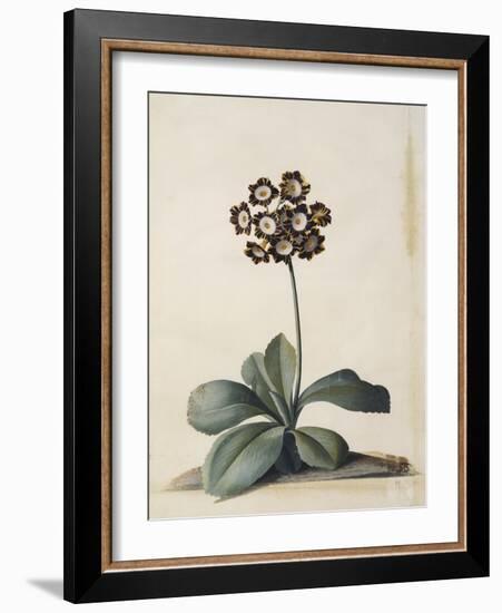 A Purple Variegated Auricula-Georg Dionysius Ehret-Framed Giclee Print