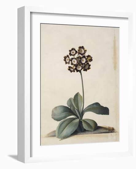 A Purple Variegated Auricula-Georg Dionysius Ehret-Framed Giclee Print