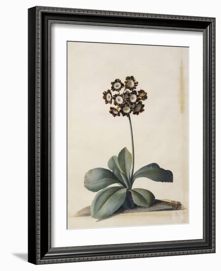 A Purple Variegated Auricula-Georg Dionysius Ehret-Framed Giclee Print