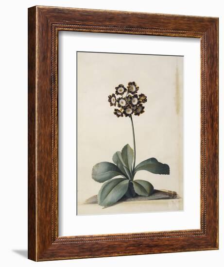 A Purple Variegated Auricula-Georg Dionysius Ehret-Framed Giclee Print