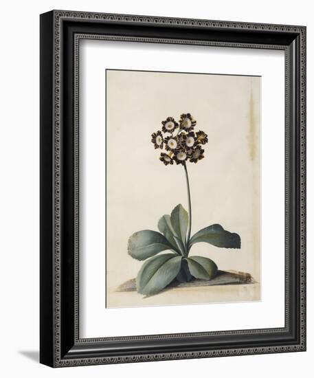 A Purple Variegated Auricula-Georg Dionysius Ehret-Framed Giclee Print