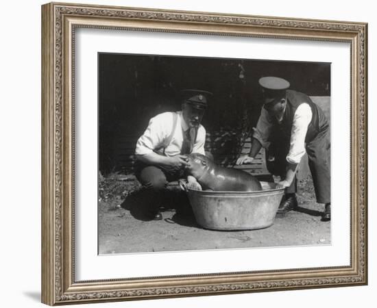 A Pygmy Hippo Having a Soak at Zsl London Zoo, August 1928-Frederick William Bond-Framed Photographic Print