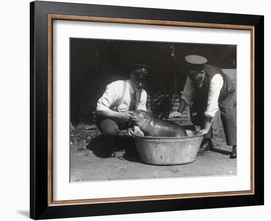 A Pygmy Hippo Having a Soak at Zsl London Zoo, August 1928-Frederick William Bond-Framed Photographic Print