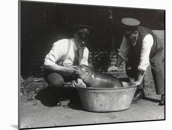 A Pygmy Hippo Having a Soak at Zsl London Zoo, August 1928-Frederick William Bond-Mounted Photographic Print