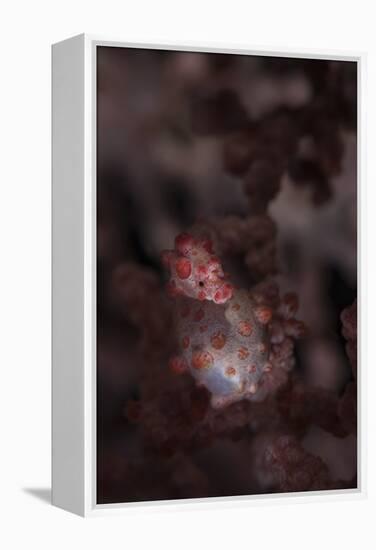 A Pygmy Seahorse Clings to its Symbiotic Gorgonian-Stocktrek Images-Framed Premier Image Canvas