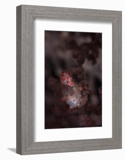 A Pygmy Seahorse Clings to its Symbiotic Gorgonian-Stocktrek Images-Framed Photographic Print