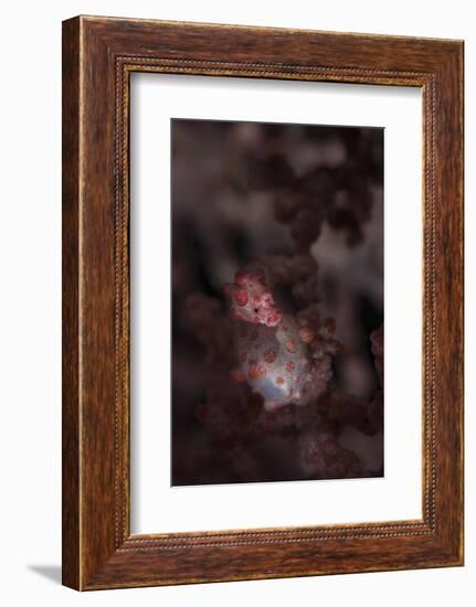 A Pygmy Seahorse Clings to its Symbiotic Gorgonian-Stocktrek Images-Framed Photographic Print