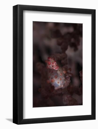 A Pygmy Seahorse Clings to its Symbiotic Gorgonian-Stocktrek Images-Framed Photographic Print