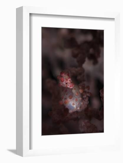 A Pygmy Seahorse Clings to its Symbiotic Gorgonian-Stocktrek Images-Framed Photographic Print