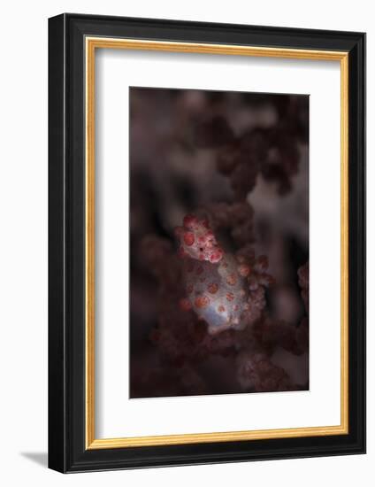 A Pygmy Seahorse Clings to its Symbiotic Gorgonian-Stocktrek Images-Framed Photographic Print