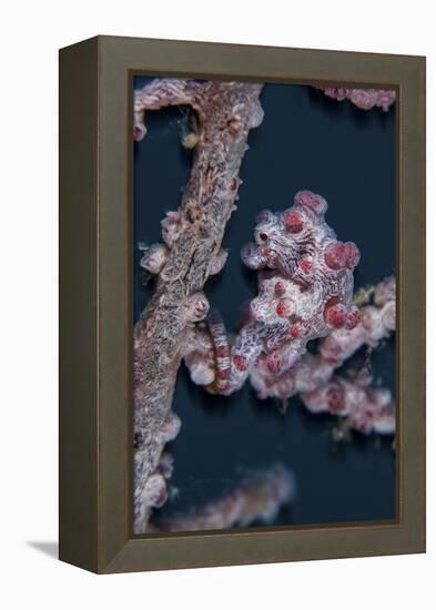 A Pygmy Seahorse Mimics its Host Gorgonian on a Reef-Stocktrek Images-Framed Premier Image Canvas