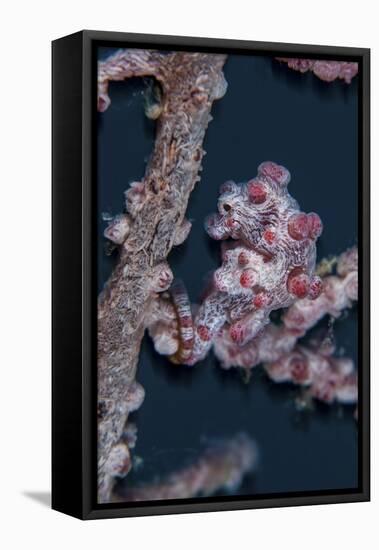 A Pygmy Seahorse Mimics its Host Gorgonian on a Reef-Stocktrek Images-Framed Premier Image Canvas