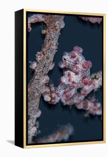 A Pygmy Seahorse Mimics its Host Gorgonian on a Reef-Stocktrek Images-Framed Premier Image Canvas
