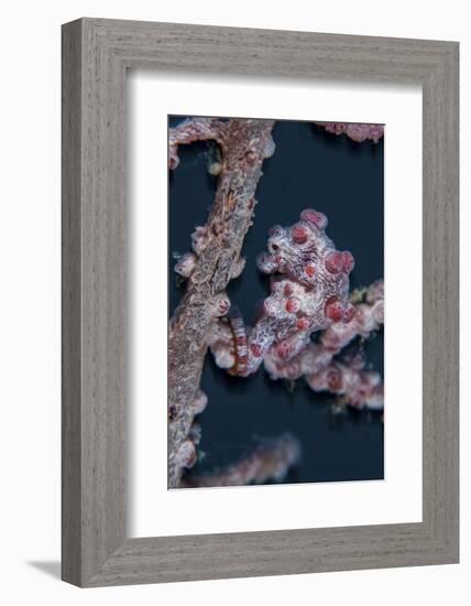 A Pygmy Seahorse Mimics its Host Gorgonian on a Reef-Stocktrek Images-Framed Photographic Print