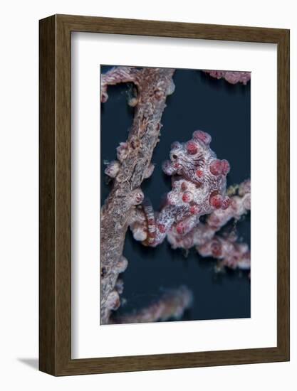 A Pygmy Seahorse Mimics its Host Gorgonian on a Reef-Stocktrek Images-Framed Photographic Print