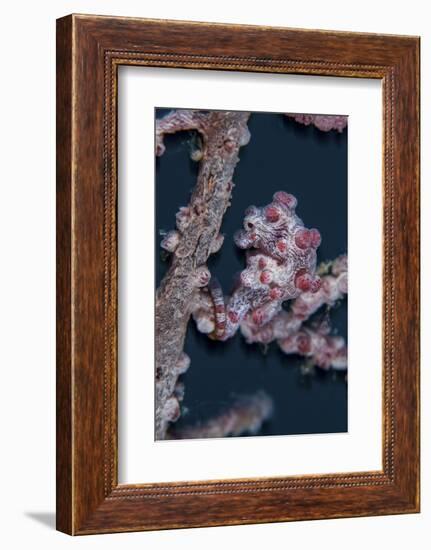 A Pygmy Seahorse Mimics its Host Gorgonian on a Reef-Stocktrek Images-Framed Photographic Print