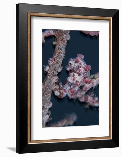 A Pygmy Seahorse Mimics its Host Gorgonian on a Reef-Stocktrek Images-Framed Photographic Print