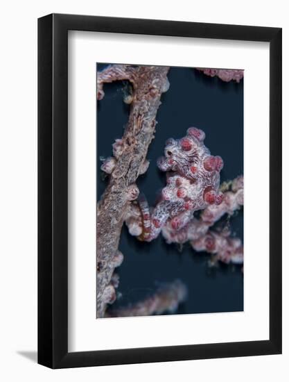 A Pygmy Seahorse Mimics its Host Gorgonian on a Reef-Stocktrek Images-Framed Photographic Print