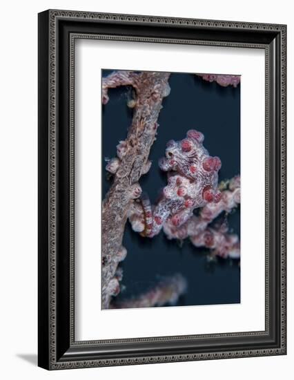A Pygmy Seahorse Mimics its Host Gorgonian on a Reef-Stocktrek Images-Framed Photographic Print