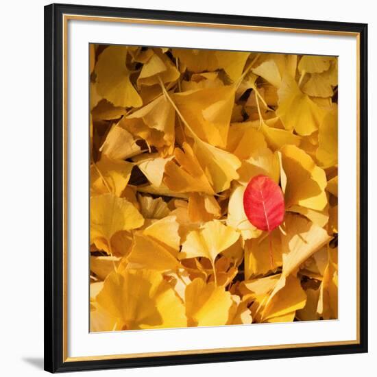 A Question of Colors-Philippe Sainte-Laudy-Framed Photographic Print