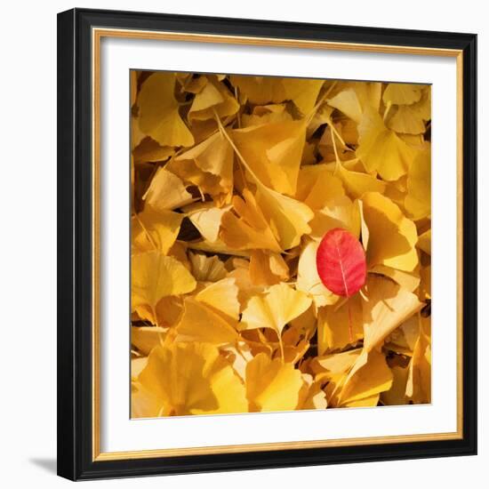 A Question of Colors-Philippe Sainte-Laudy-Framed Photographic Print