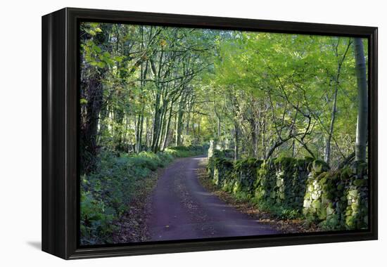 A quiet tree lined lane in the Duddon Valley, Lake District National Park, Cumbria, England, United-Peter Watson-Framed Premier Image Canvas