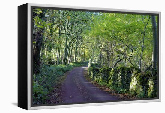 A quiet tree lined lane in the Duddon Valley, Lake District National Park, Cumbria, England, United-Peter Watson-Framed Premier Image Canvas