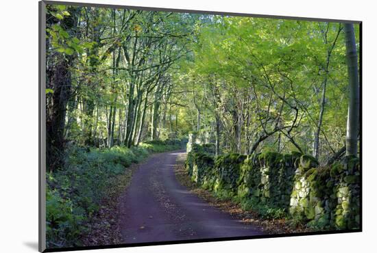 A quiet tree lined lane in the Duddon Valley, Lake District National Park, Cumbria, England, United-Peter Watson-Mounted Photographic Print