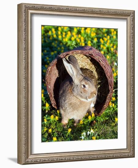 A Rabbit Sits in a Basket on a Blooming Meadow around Easter Time-null-Framed Photo
