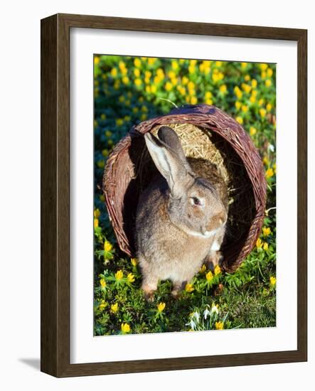 A Rabbit Sits in a Basket on a Blooming Meadow around Easter Time-null-Framed Photo