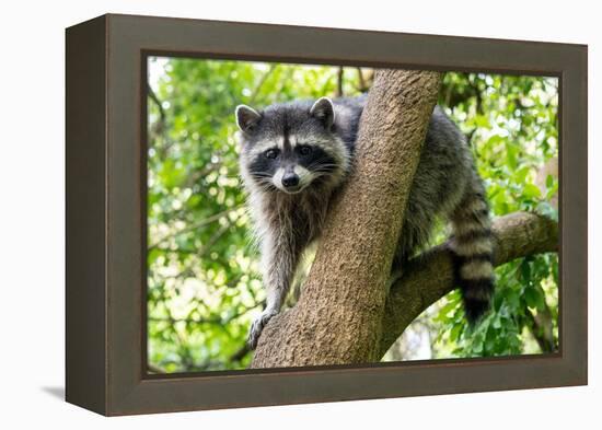 A Raccoon Carefully Looks on from a Sturdy Tree Branch-Pratish Halady-Framed Premier Image Canvas