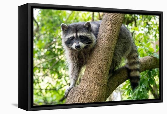 A Raccoon Carefully Looks on from a Sturdy Tree Branch-Pratish Halady-Framed Premier Image Canvas