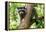 A Raccoon Carefully Looks on from a Sturdy Tree Branch-Pratish Halady-Framed Premier Image Canvas