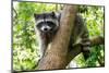 A Raccoon Carefully Looks on from a Sturdy Tree Branch-Pratish Halady-Mounted Photographic Print