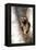 A Raccoon Standing in the Y of an Aspen-John Alves-Framed Premier Image Canvas