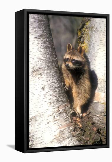 A Raccoon Standing in the Y of an Aspen-John Alves-Framed Premier Image Canvas