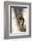 A Raccoon Standing in the Y of an Aspen-John Alves-Framed Photographic Print