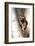 A Raccoon Standing in the Y of an Aspen-John Alves-Framed Photographic Print