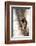 A Raccoon Standing in the Y of an Aspen-John Alves-Framed Photographic Print