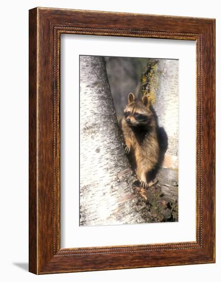 A Raccoon Standing in the Y of an Aspen-John Alves-Framed Photographic Print