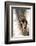 A Raccoon Standing in the Y of an Aspen-John Alves-Framed Photographic Print