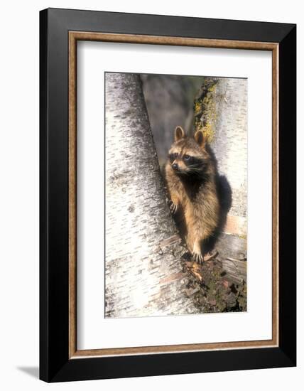 A Raccoon Standing in the Y of an Aspen-John Alves-Framed Photographic Print