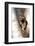 A Raccoon Standing in the Y of an Aspen-John Alves-Framed Photographic Print